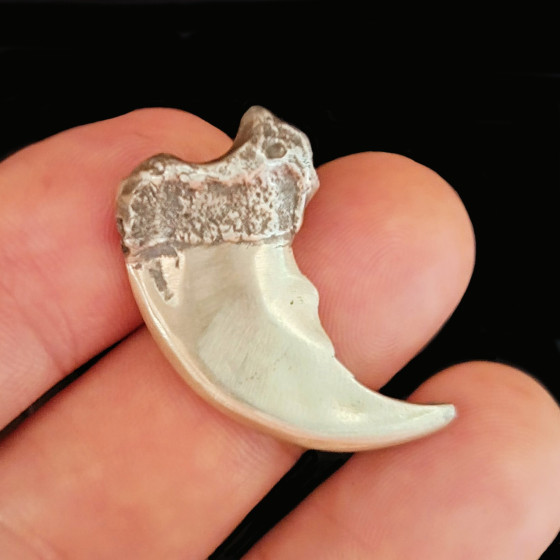 Sterling Silver Bear Claw...